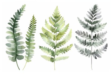 Wall Mural - A watercolor set of fern leaves isolated on a white background. This picture was drawn by hand.
