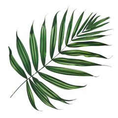 Wall Mural - high-quality illustration of a green tropical palm leaf with detailed textures and vibrant colors, p