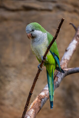 Wall Mural - Monk Parakeet - Myiopsitta monachus, small green beautiful parakeet from subtropical forests and woodlands of South America, Argentina.