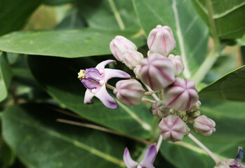 Calotropis gigantea has purple flowers, both in bloom and in buds, in clusters on the tree.

