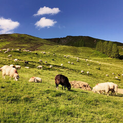 Poster - Moutons de montagne