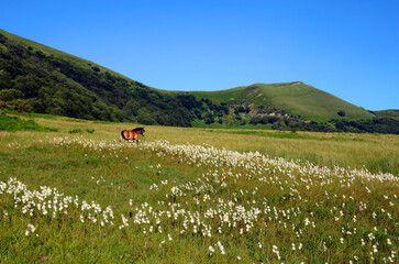 Poster - Horses in a peat bog with common cottongrass (Eriophorum angustifolium). Gorbeia or Gorbea Natural Park.