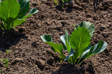Wall Mural - young cabbage sprout on the vegetable bed