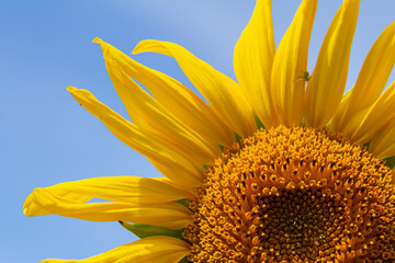 Wall Mural - Yellow sunflowers bloom against a blue sky background