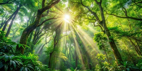 Wall Mural - Sunlight streaming through the dense canopy of a lush forest, nature, trees, sunlight, rays, foliage, peaceful, serene