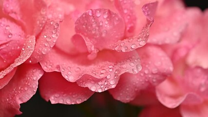 Poster - pink rose with water drops