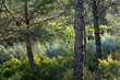© yaqui_villegas - This image captures a lush green forest with sunlight filtering through the trees, creating a peaceful and serene atmosphere perfect for nature lovers and outdoor enthusiasts.