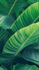 Wall Mural - Close-up of lush green tropical leaves