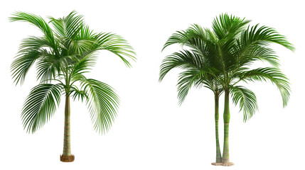 Poster - palm tree collection isolated on transparent background