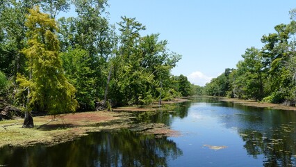 Sticker - New Orleans Swamps, Louisiana - United States