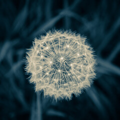 dandelion head