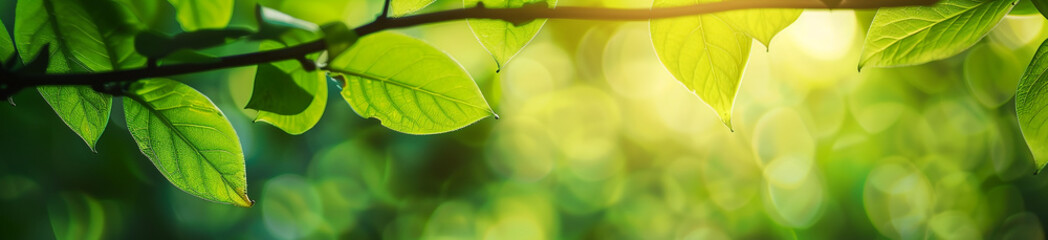 Close-up green leaves with a blurred garden background banner, a natural plant landscape for a nature wallpaper concept. Copy space, stock photo with 2/3 place for text.