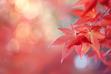 Poster - Vibrant Red Autumn Maple Leaves