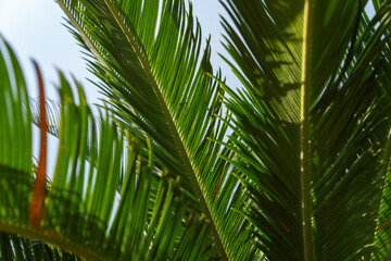 palm tree leaves