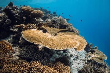 Wall Mural - Reef with living corals and fish underwater in deep ocean in Maldives.