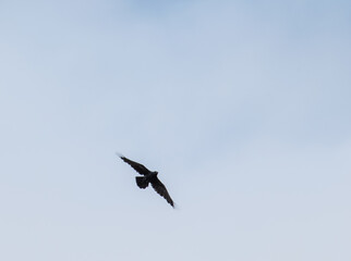 Poster - American crow gliding through the sky