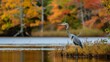 © Design - A great blue heron wades in the shallows of a lake, its long legs reflecting in the water.