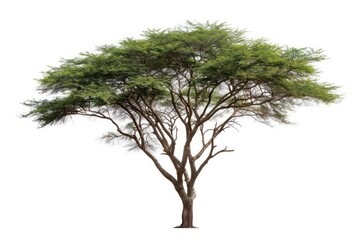 An acacia tree with its distinctive shape isolated on a white backdrop