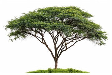 An acacia tree with its distinctive shape isolated on a white backdrop