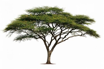 An acacia tree with its distinctive shape isolated on a white backdrop