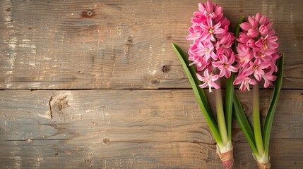 Poster - Beautiful pink hyacinth flower on wooden background with copy space spring theme selective focus top view