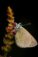 Wall Mural - Glaucopsyche alexis. Green underside Blue. Close-up photo. Nature background. 