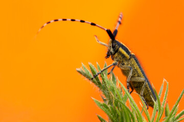 Wall Mural - Agapanthia asphodeli. Asphodel Long Horned Beetle. Close-up photo. Nature background. 