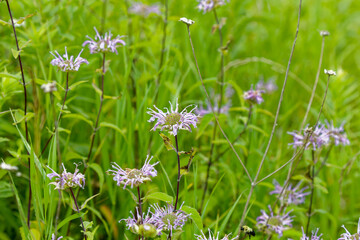 Poster - Wild Bergamot, Beebalm (Monarda fistulosa)