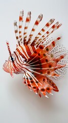 Wall Mural - Lionfish on white background, closeup