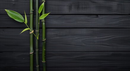 Wall Mural - green bamboo stalks on dark wooden background