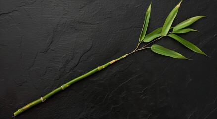 Poster - green bamboo leaves on dark background