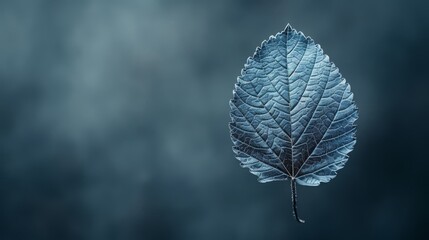 Wall Mural -  A blue leaf's close-up against a black and gray backdrop with a water droplet at its tip