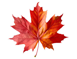 png canada maple leaf plant tree fragility