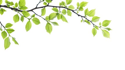 A close-up photograph of a tree branch with fresh, green leaves against a white background