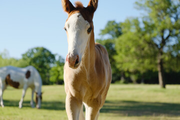 Canvas Print - Bald face colt foal horse closeup in Texas ranch field during summer season outdoors.