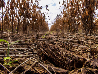 Wall Mural - Soybean planting in no-tillage in corn husks, in Brazil