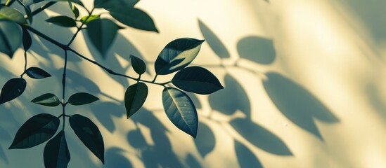 Wall Mural - Silhouetted plant leaves casting shadows on a white surface with soft morning sunlight and space for text, creating a blurred background effect