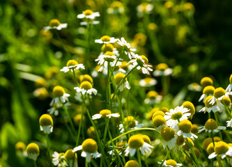 Aufkleber - Medicinal chamomile, Matricaria chamomilla L. 
This is a medicinal plant. Used in alternative medicine.