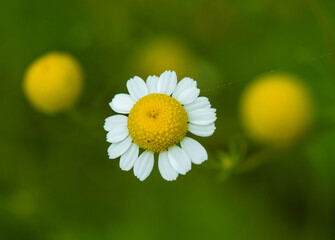 Aufkleber - Medicinal chamomile, Matricaria chamomilla L. 
This is a medicinal plant. Used in alternative medicine.