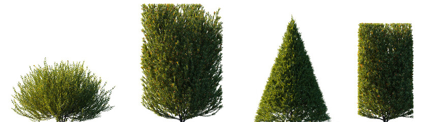 Set of Buxus sinica frontal bush shrub isolated png on a transparent background perfectly cutout (Boxwood, Korean Boxwood, Chinese box, small-leaved box, Buxaceae)