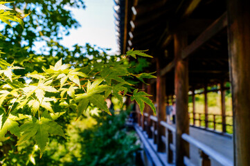 kyoto impreesion - summer / temple / tourists / for vague background