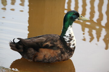 duck in the water