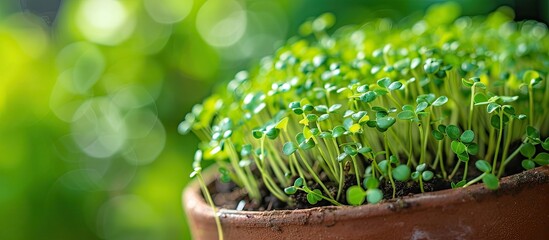 Poster - Close-up of arugula microgreens in a pot with selective focus on the young spring crop, ideal for a copy space image.