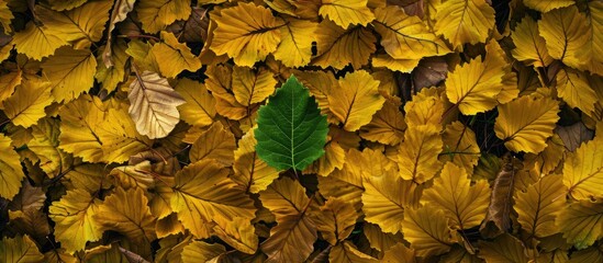 Poster - A solitary green leaf stands out amidst a sea of yellow leaves on the forest floor, creating an interesting contrast in the copy space image.