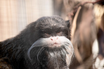 Wall Mural - Emperor tamarins are small monkeys with long, white whiskers that sweep back from the muzzle on both sides and look like moustaches