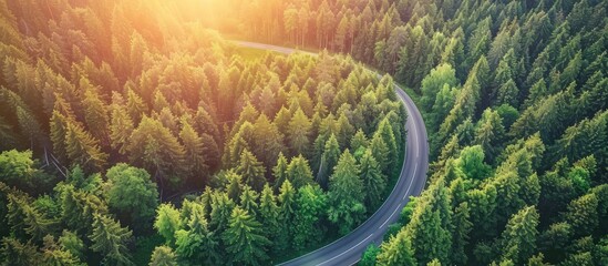 Wall Mural - Overhead view of a road winding through a lush green forest of coniferous trees at sunset, featuring a blank space for additional content in the image.