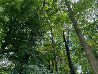 Wall Mural - Beautiful trees with green leaves growing in park, low angle view