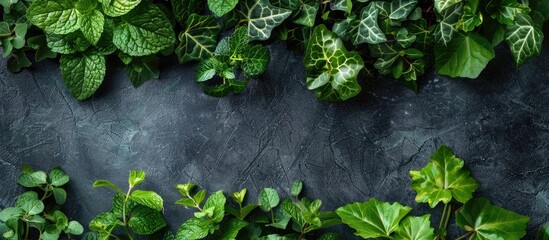 Poster - Tropical vegetables provide a lush green backdrop of fresh mint leaves and ivy with strong aromatic properties, perfect for a copy space image.