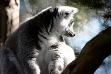 Wall Mural - The Ring-tailed lemur backs is grey with grey limbs and dark grey heads and necks. They have long striped tails.