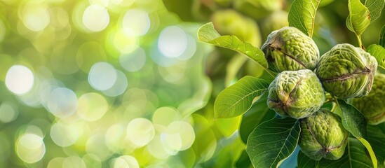 Ripening walnuts in pods on a branch, with copy space image.